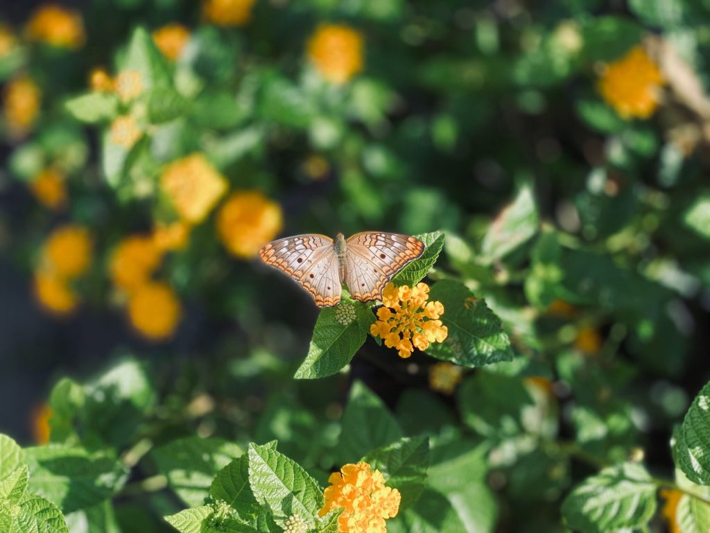 Guyana has high biodiversity 