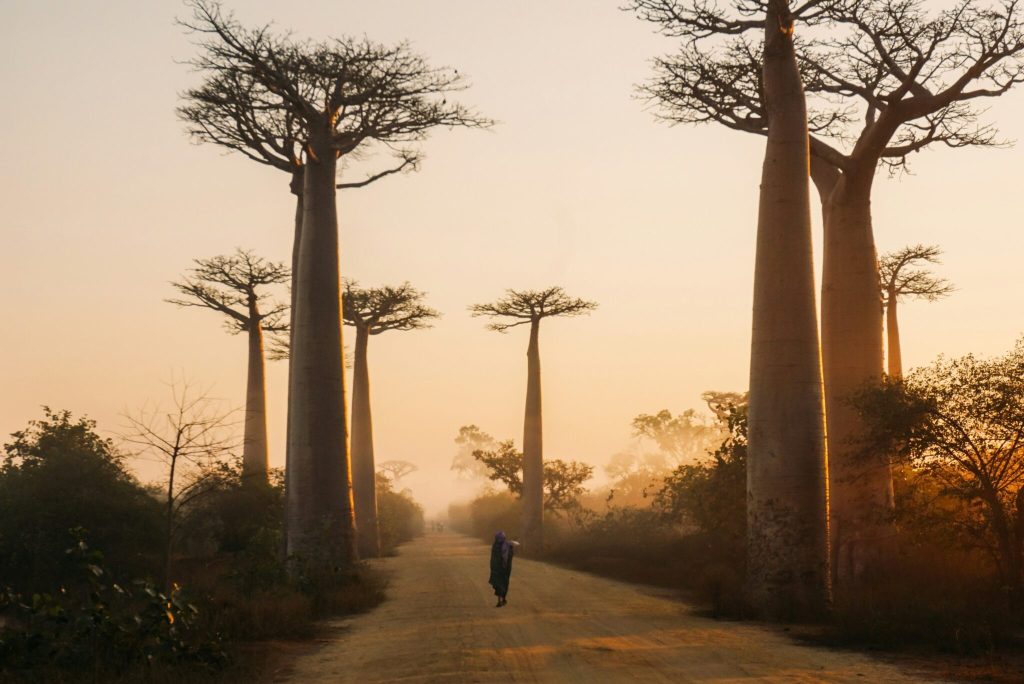 Madagascar has some of the planet’s most diverse ecosystems