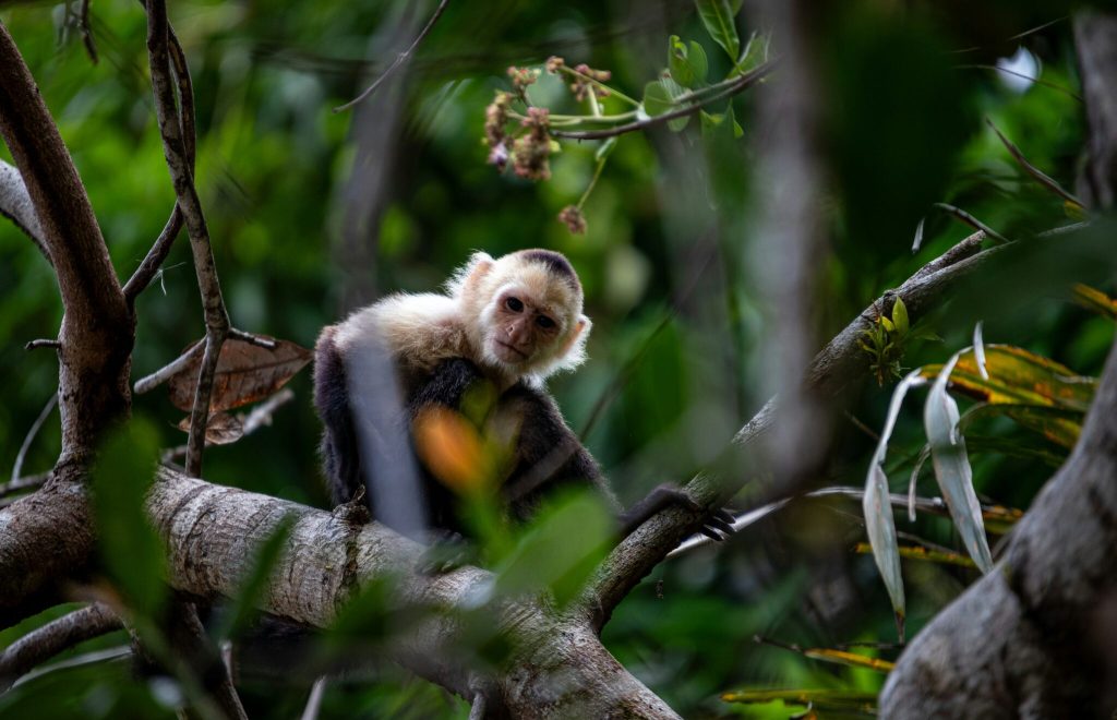 Ongoing push to protect the planet’s biodiversity